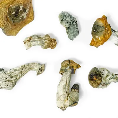 Golden Teacher Raw Mushroom 5g