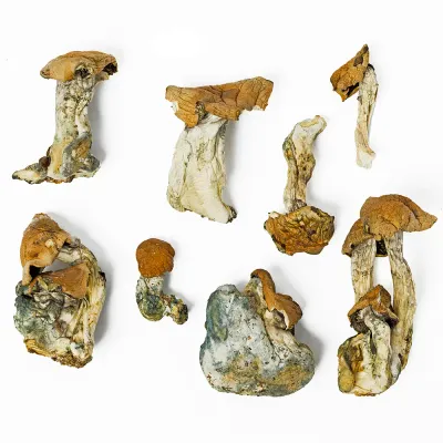Albino Penis Envy Raw Mushroom 5g