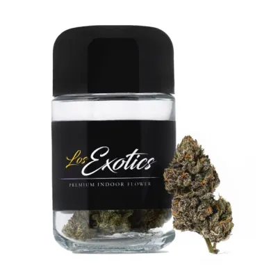 Versace x Sour Zkittlez