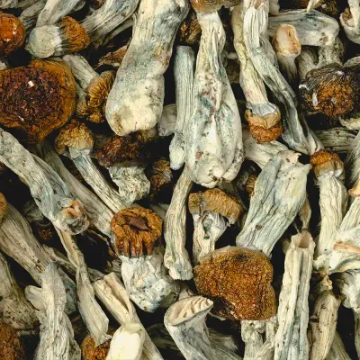 Tidal Wave Raw Mushrooms 5g
Add