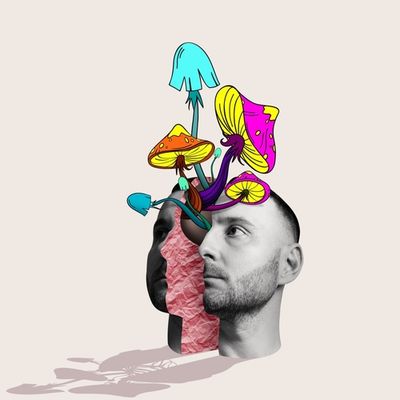 Understanding the Legal Status of Magic Mushrooms in 2024