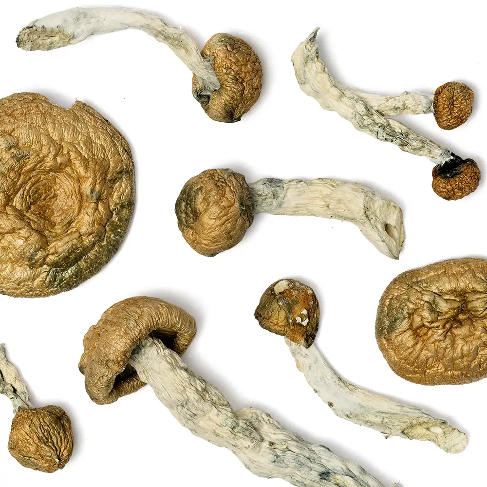 PE9 X Golden Teacher mushrooms close-up