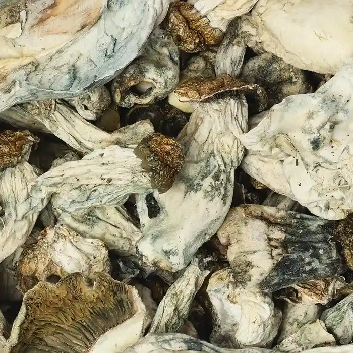 Melmac dried mushrooms scattered