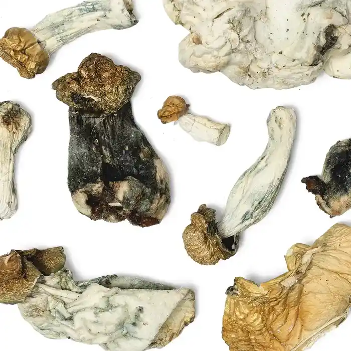 Melmac mushrooms close-up