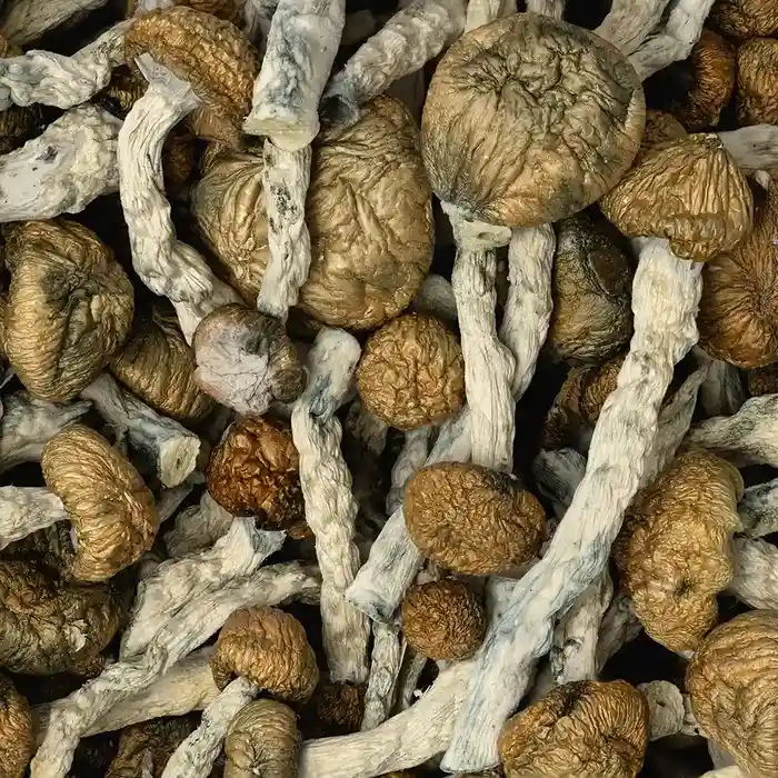 Amazonian dried mushrooms