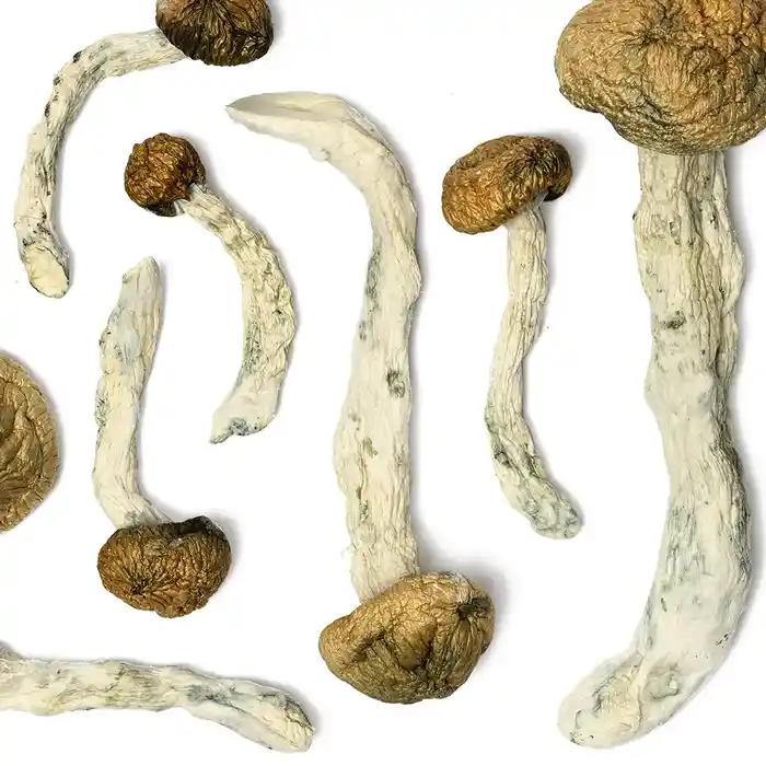 Amazonian mushrooms close-up