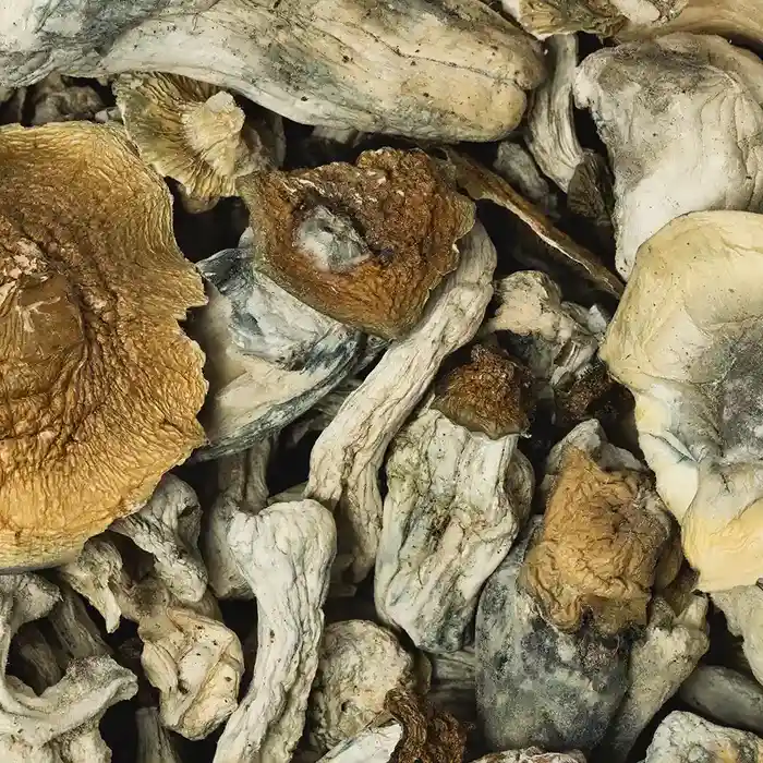 Ghost X Bluey Vuitton dried mushrooms scattered