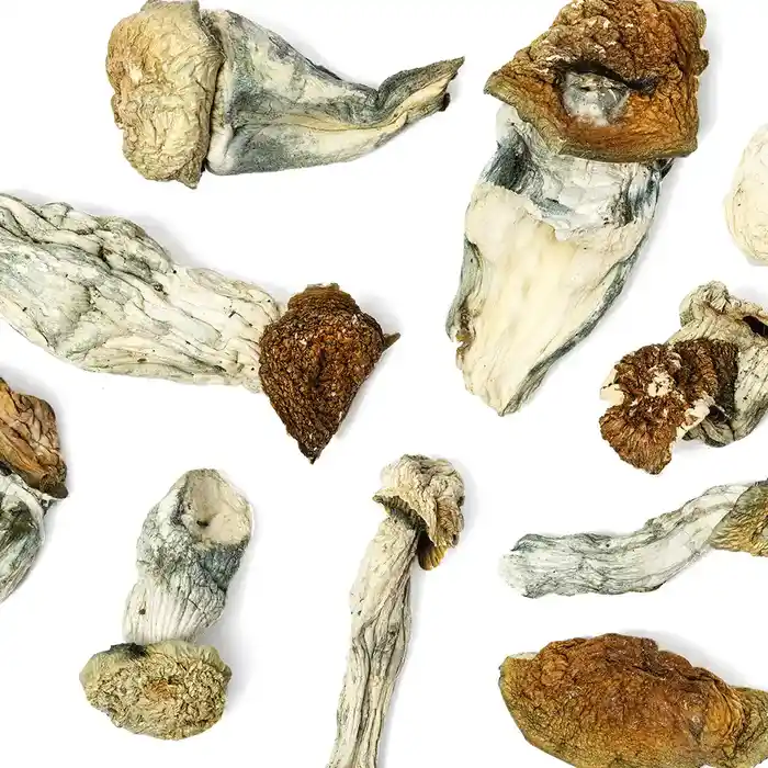 Ghost X Bluey Vuitton mushrooms close-up