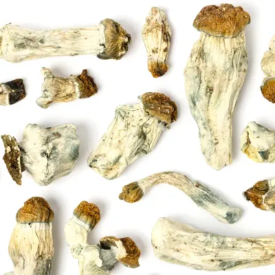 Penis Envy Raw Mushrooms 5g