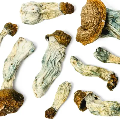 Penis Envy Raw Mushrooms 5g