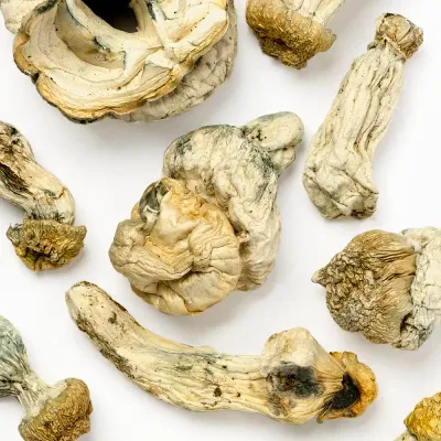 Albino Stargazer Raw Mushrooms 5g