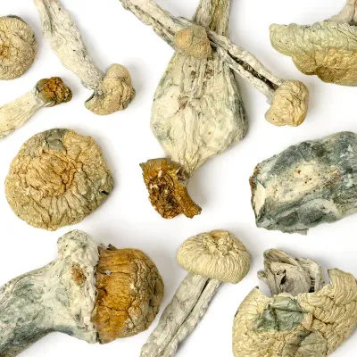 Albino Makilla Gorilla Raw Mushrooms 5g