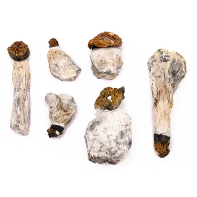 Hillbilly Pumpkin Raw Magic Mushrooms 5g