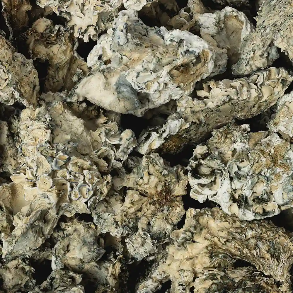 Enigma dried specimens
