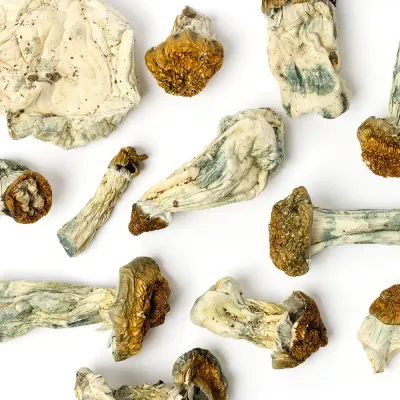 Penis Envy x Blue Meanie Raw Mushrooms 5g