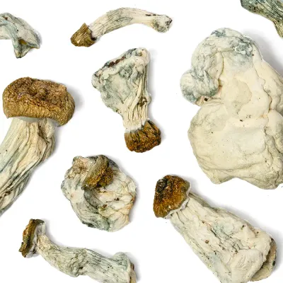 Penis Envy x Blue Meanie Raw Mushrooms 5g