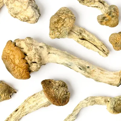 Albino Penis Envy Raw Mushrooms 5g