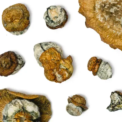 Hillbilly Raw Mushrooms 5g