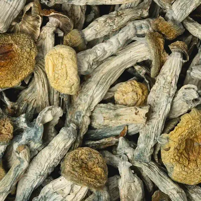 Trasher x Hillbilly Raw Mushrooms 5g