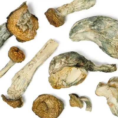 Golden Teacher x Amazonian Raw Mushrooms 5g