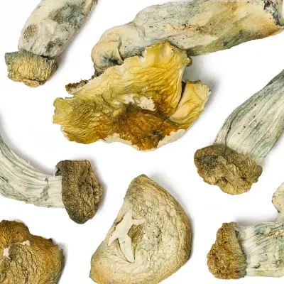 Jedi Mind F.ck X Yeti Raw Mushrooms 5g