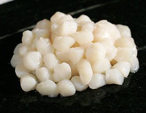 BAY SCALLOPS ( 1 LBS )
