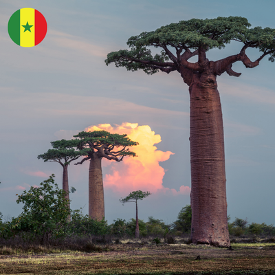 Made in Sénégal