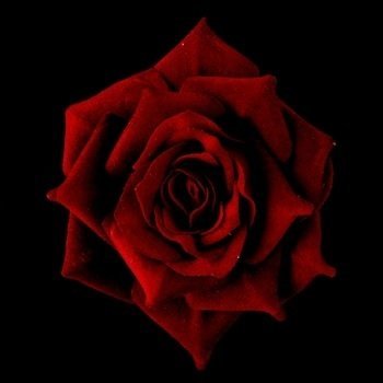 Red Rose Hair Clip