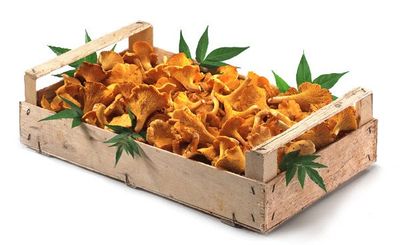 Funghi freschi GALLINELLI al kg