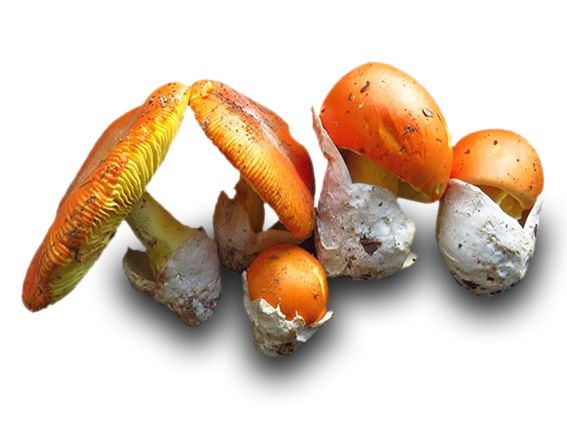 Funghi freschi OVOLI al kg