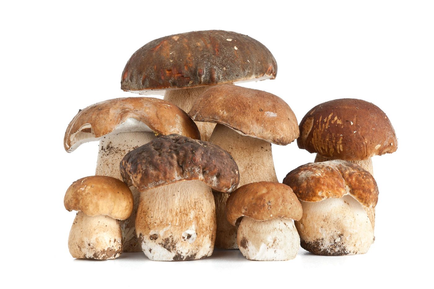 Funghi freschi PORCINI al kg