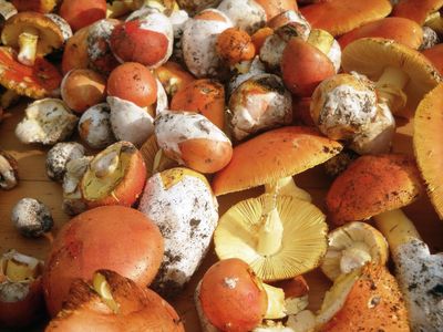 Funghi freschi OVOLI al kg