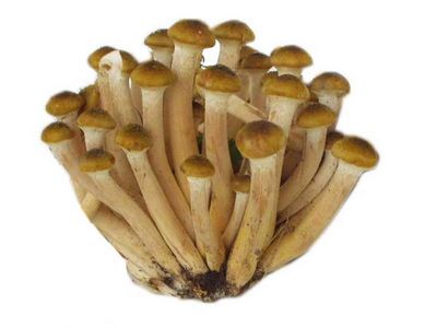 Funghi freschi Chiodini al kg
