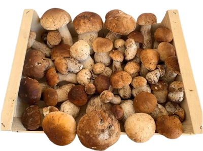 Funghi freschi PORCINI al kg