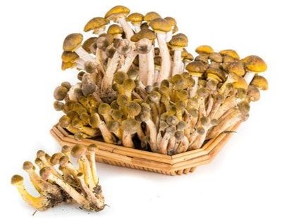 Funghi freschi Chiodini al kg