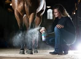 Shoeing & Hoof Care
