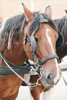 Tack & Equipment