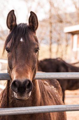 Supplements & Feed