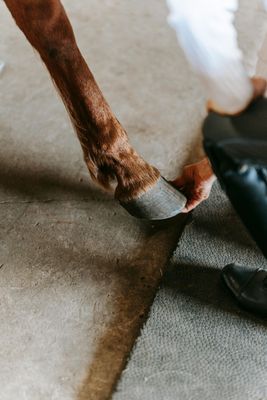 Farrier Tools