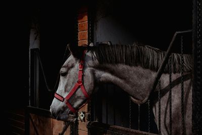Bridles & Headstalls