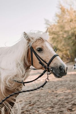 Reins