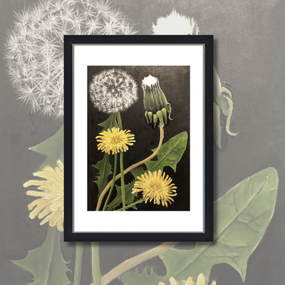 *DANDELIONS*