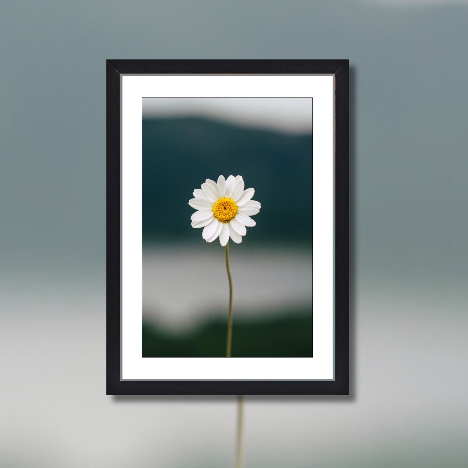 *ONE DAISY* 