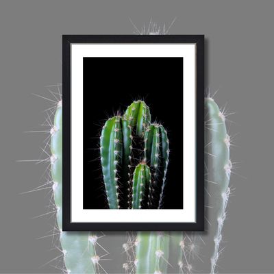 *CACTUS #1*