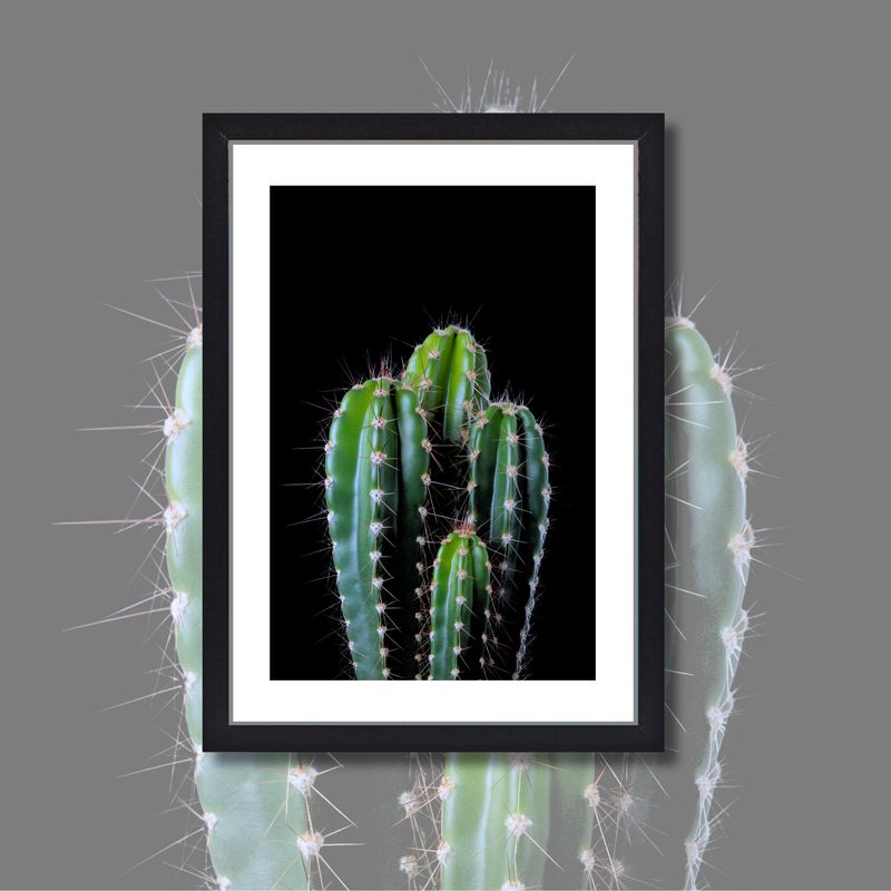*CACTUS #1*