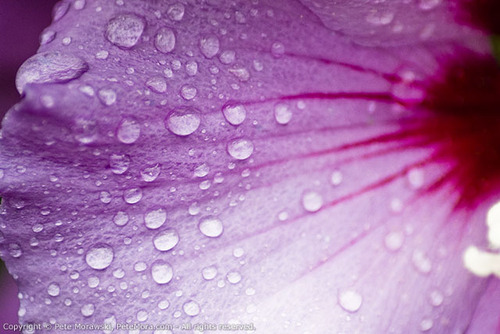Rose of Sharon