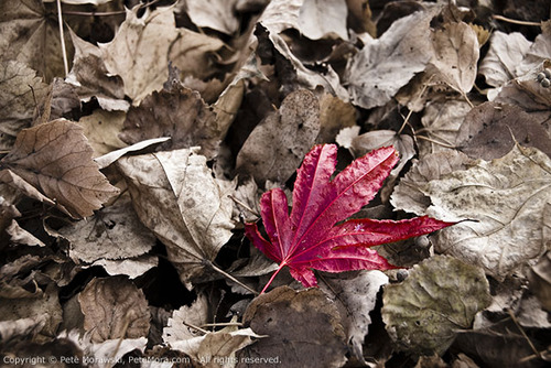 Red Leaf