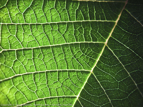 Leafs Veins