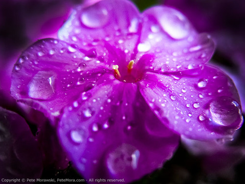 Pink Peddles