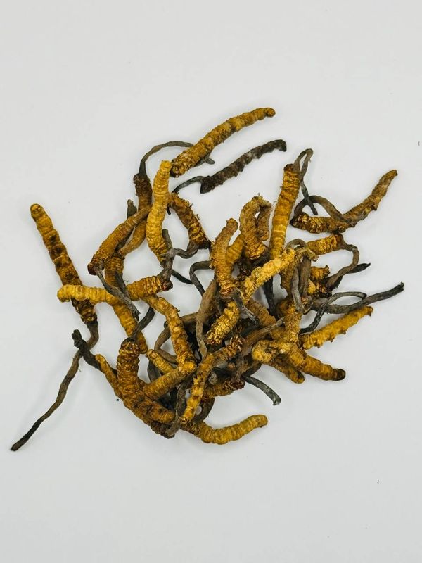 Cordyceps Nepal 5000m (1g) 🌀 2024